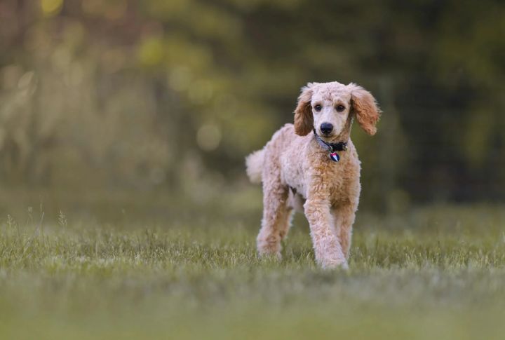 Poodle