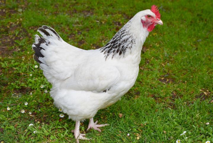 Chickens