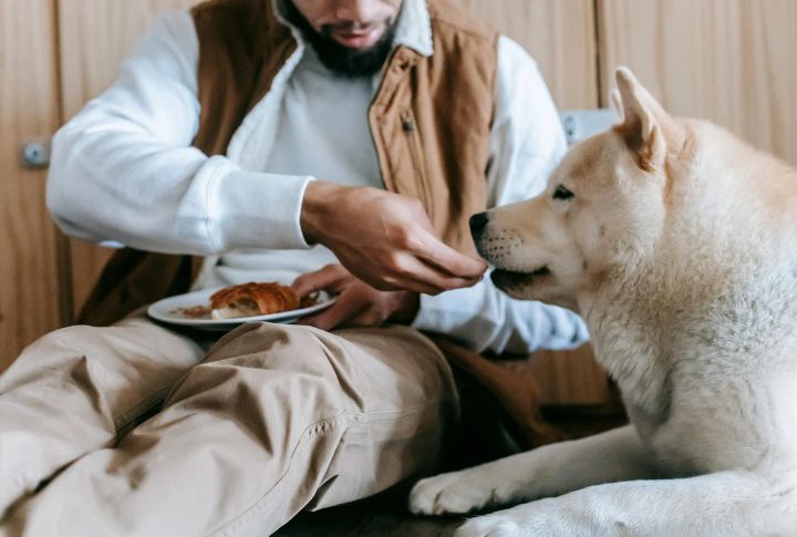Dogs Force Routine Into Lives That Desperately Need It