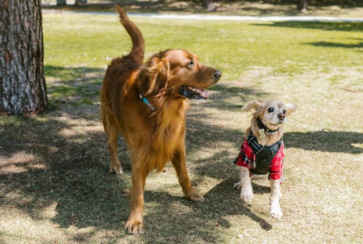 Wagging Tail Low And Loose