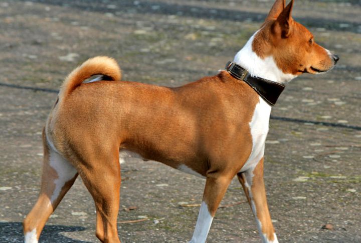 Basenji