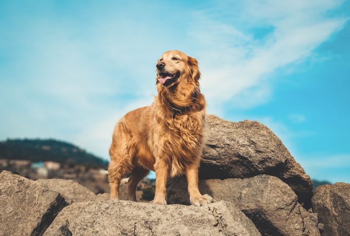 Golden Retriever