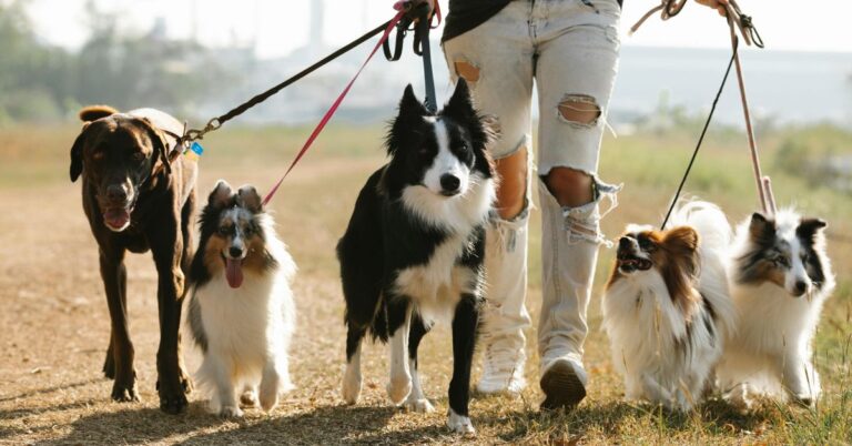 20 Ways To Make Walks With Your Dog Safer And More Enjoyable
