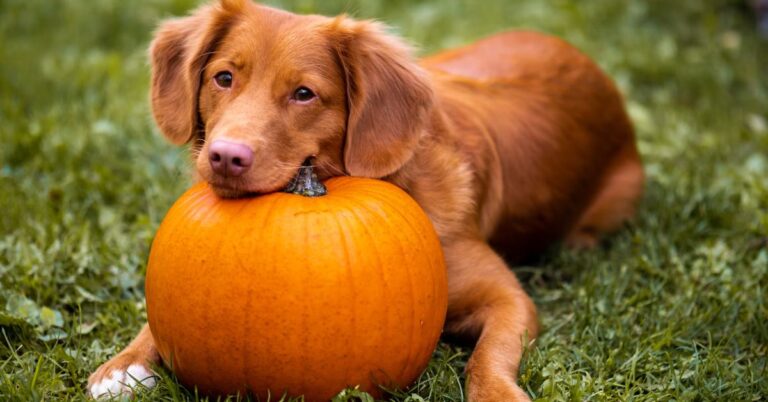 What Every Dog Needs When Stomach Troubles Strike