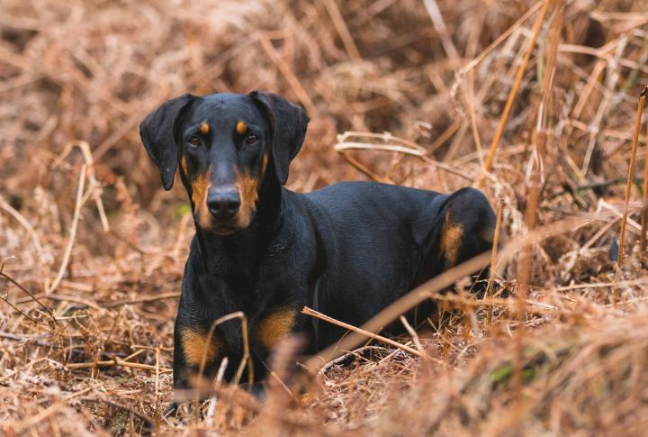 “Zeus” The Doberman