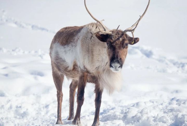 Reindeer: Arctic Lifelines