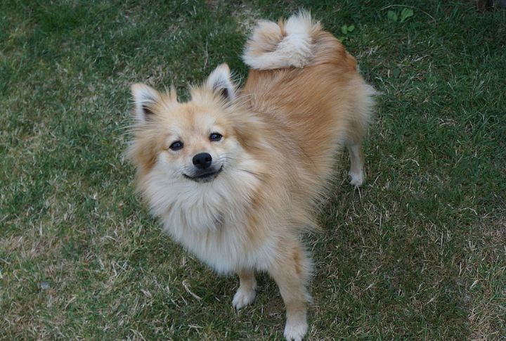 German Spitz