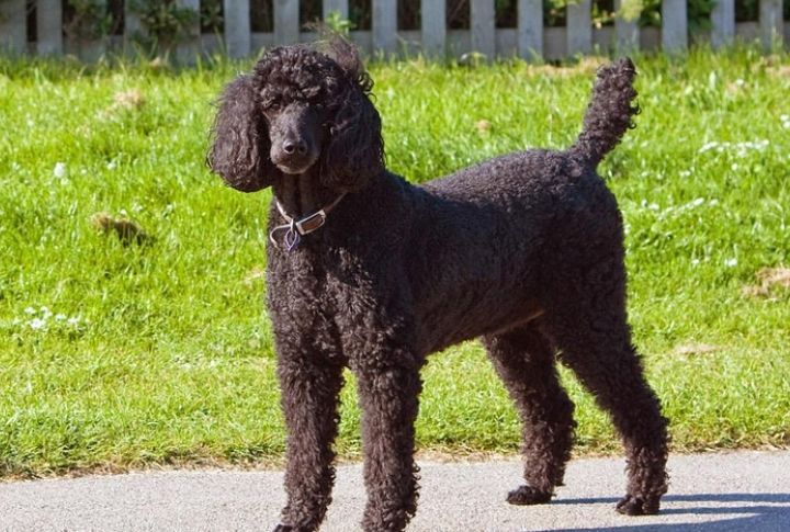 Leo: Standard Poodle