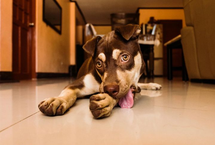 Scooting, Licking, And Butt Obsession