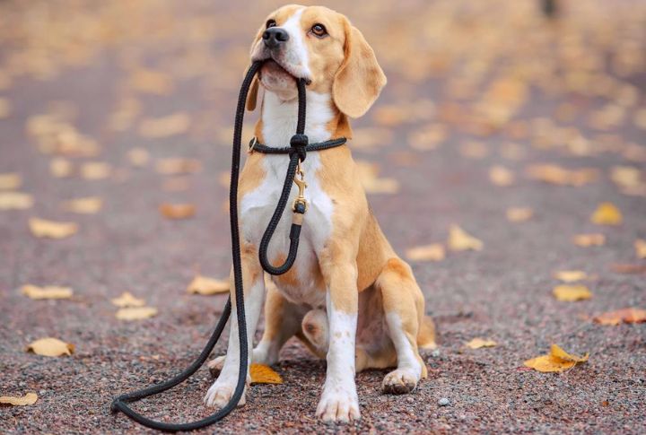 Train For Leash Walking