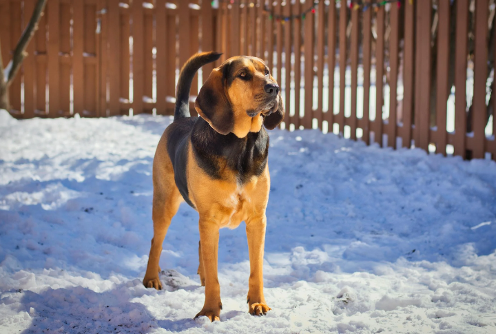Bloodhound