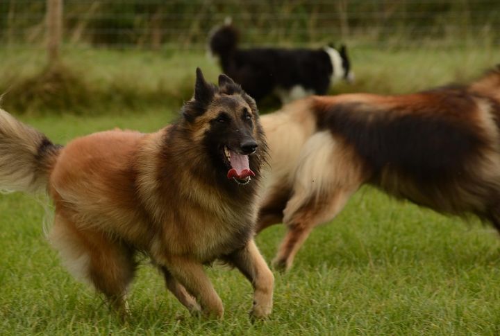 Belgian Tervuren