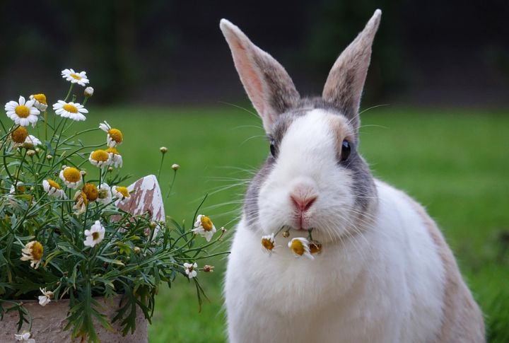Rabbits