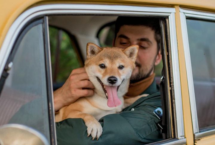 Dogs Make Your Memories Richer