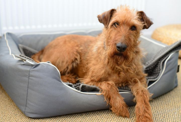 Irish Terrier