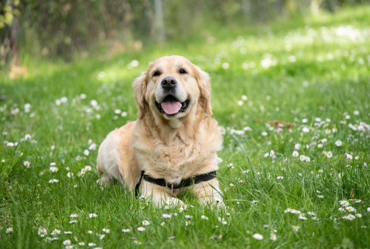 Labrador Retriever
