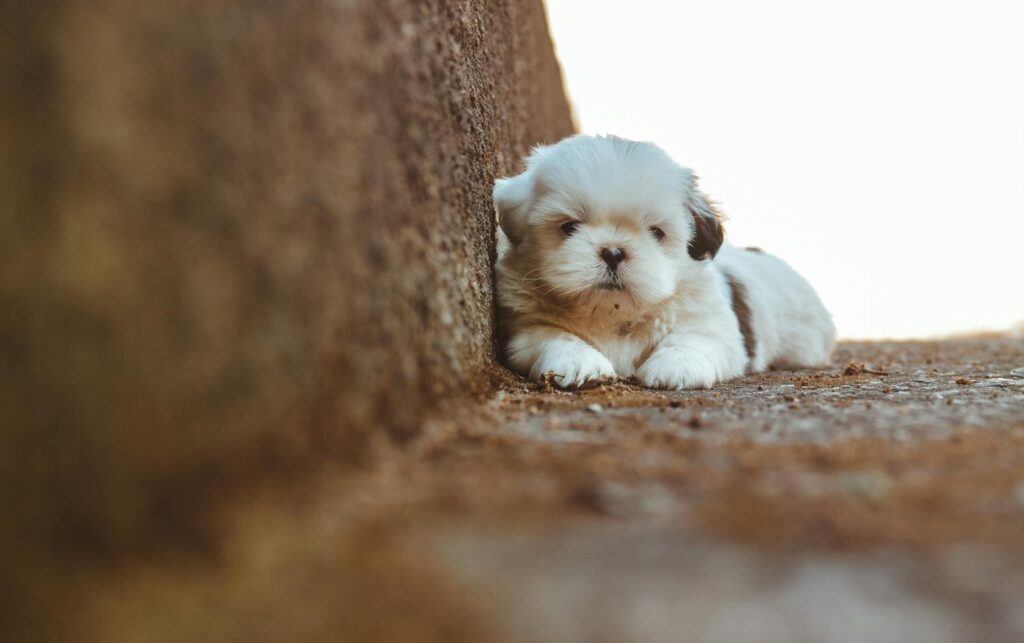 A cute Shih Tzu puppy rests comfortably against a textured surface outdoors.