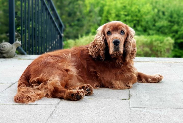“Daisy” The Cocker Spaniel