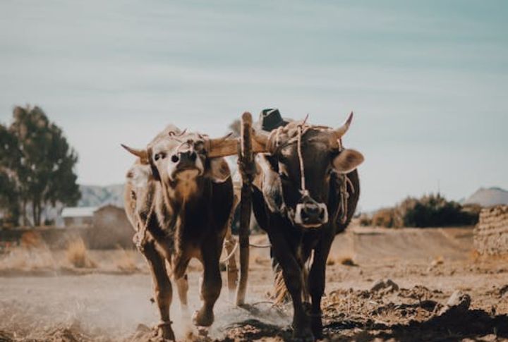 Oxen: Muscle on the Front
