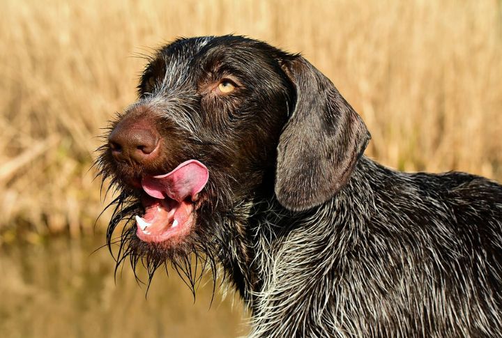 German Wirehaired Pointer