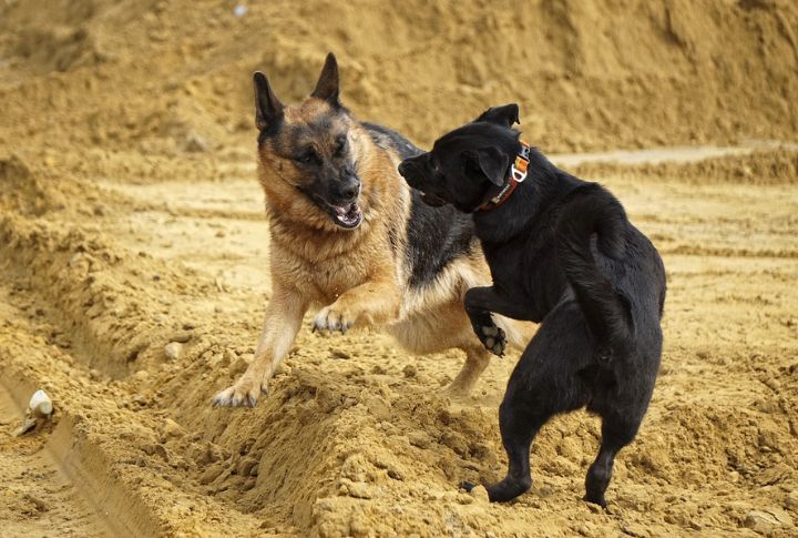 They Can’t Be Trusted with Other Pets