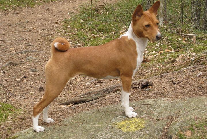 Basenji