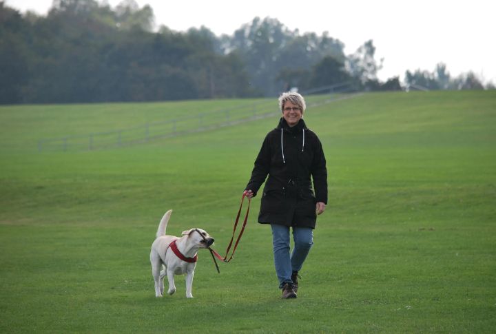 Walk Dogs During Daylight Hours