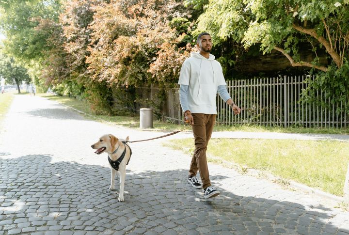 Overexert Your Dog