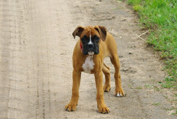 Boxer