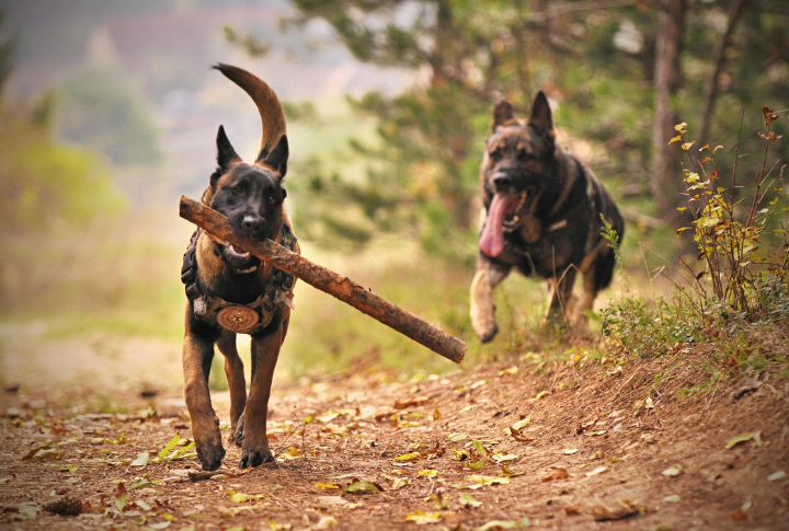 German Shepherd