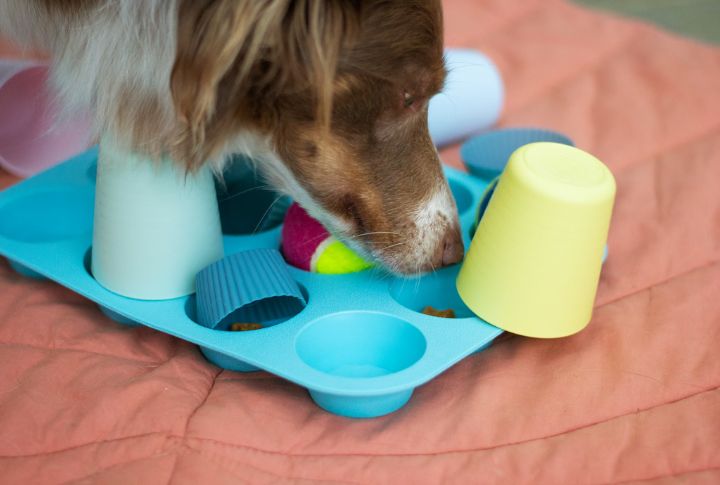 Run a Quick Canine IQ Challenge