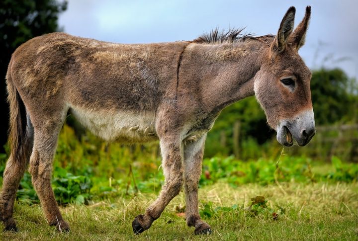 Donkeys