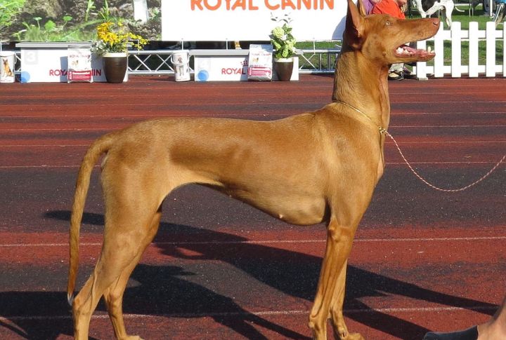 Pharaoh Hound