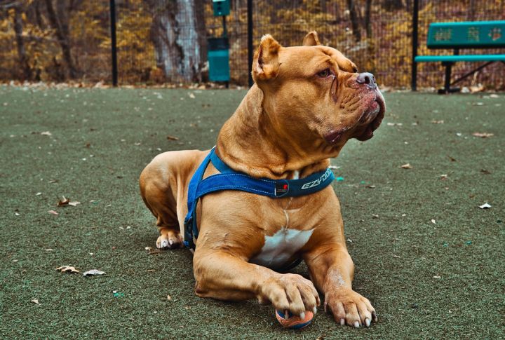 “Rocky” The Pit Bull