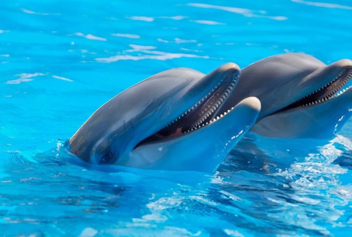 Dolphins: Postwar Protectors