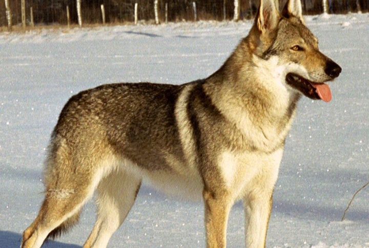 Czechoslovakian Vlcak