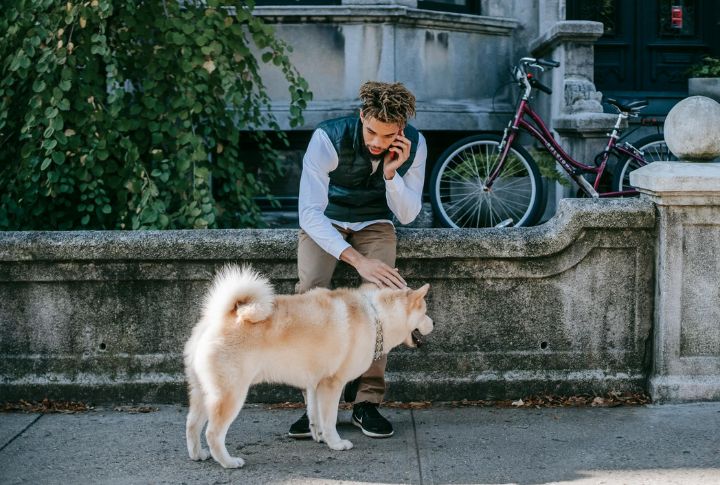 Stay Off Your Phone During Pet Walks