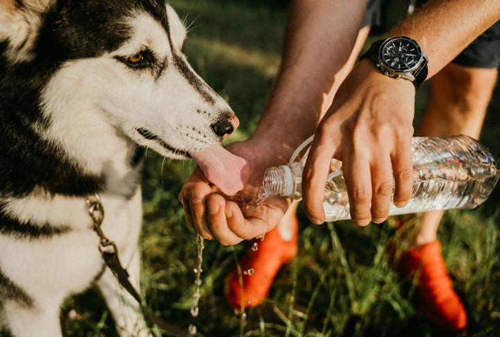 Hydrate Before And After Walks