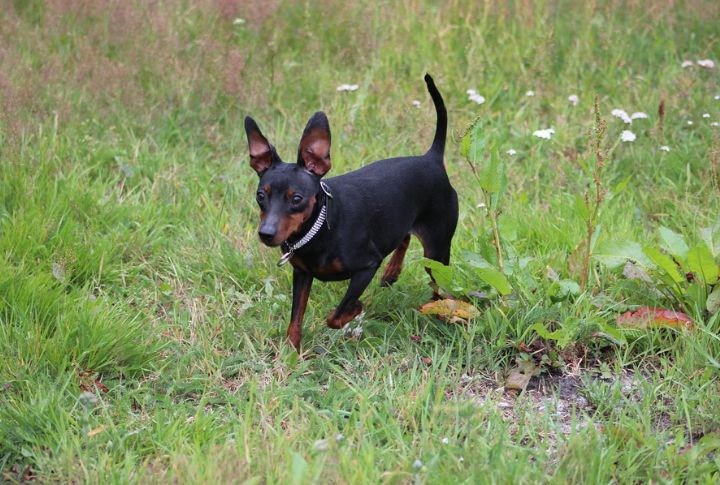 Miniature Pinscher