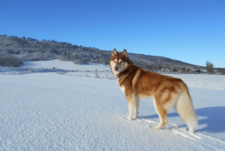 Siberian Husky