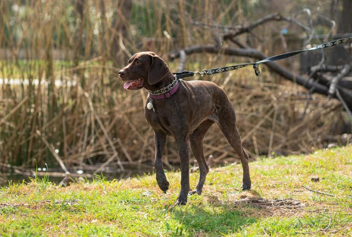 German Shorthaired Pointer