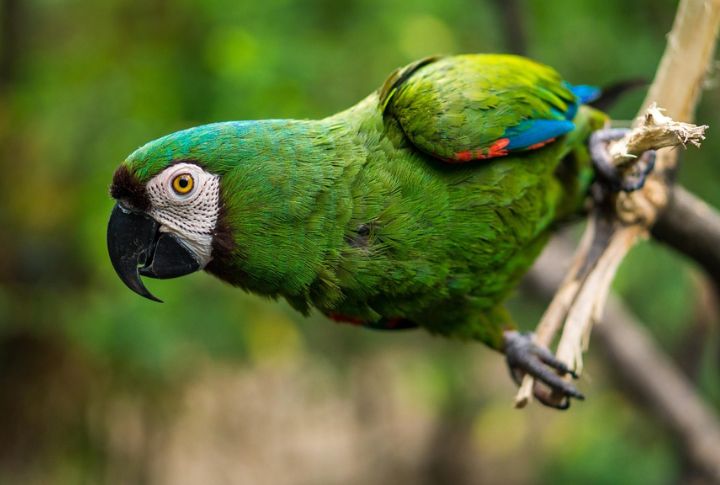 Parrots
