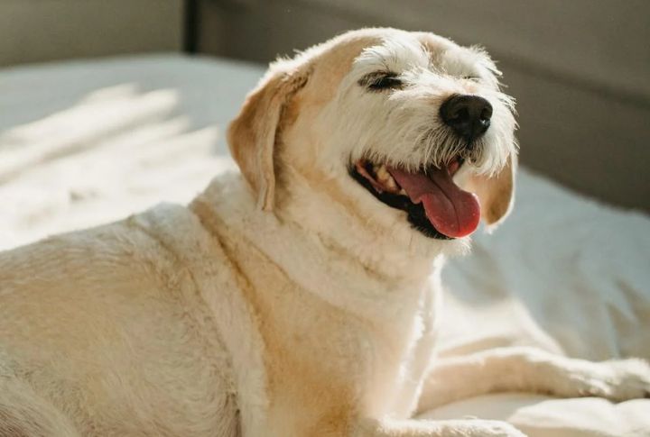 Mouth Relaxation Or Slight Panting
