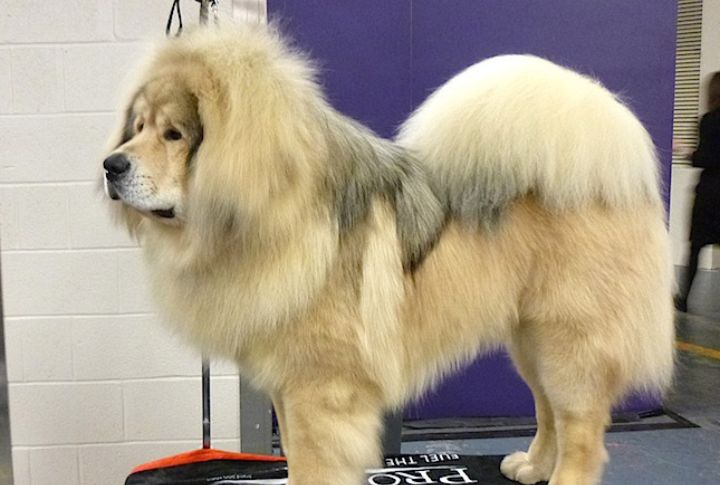 Tibetan Mastiff