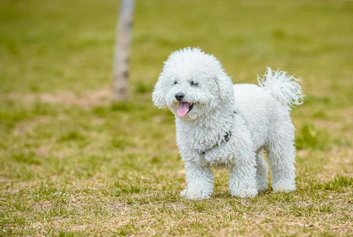 Poodle (Standard and Miniature)