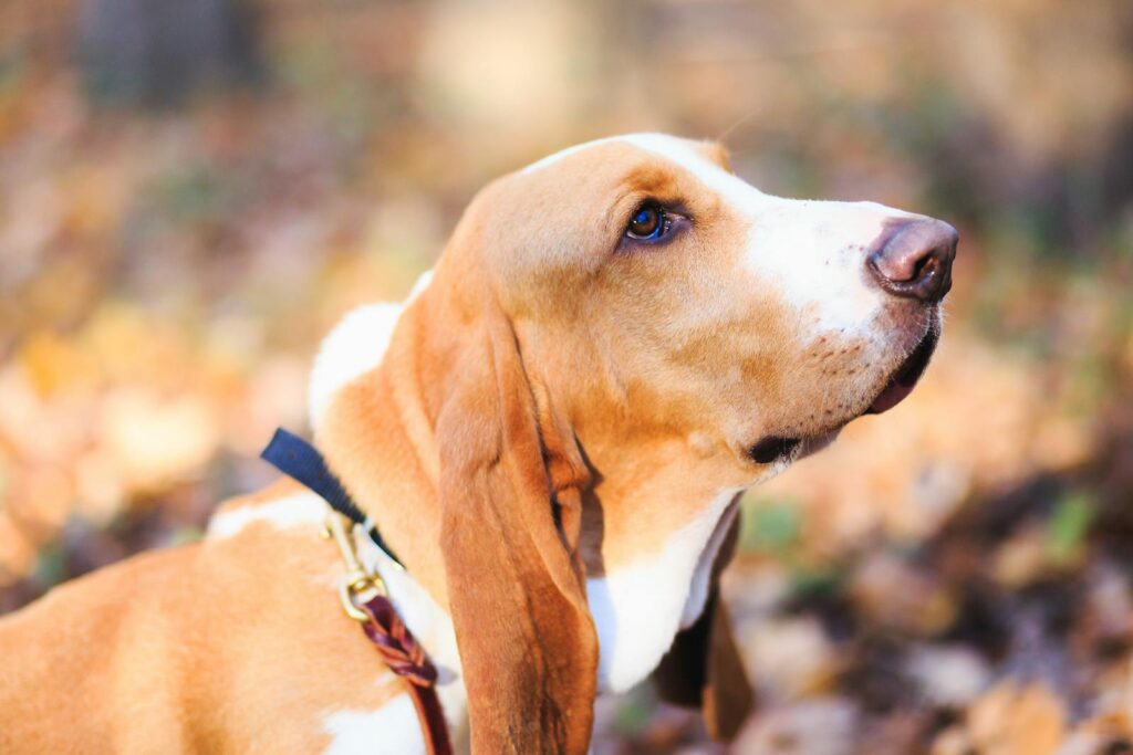 A cute Basset Hound puppy enjoying an autumn day outdoors with fallen leaves.