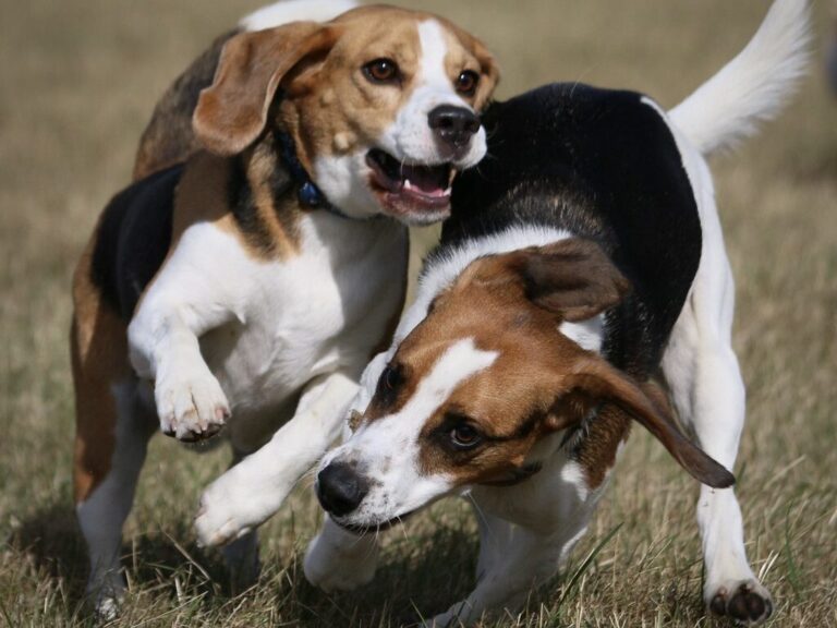 15 Dog Breeds Boomers Always Seem to Own