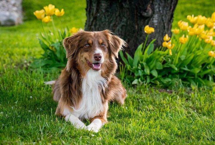 “Blue” The Australian Shepherd