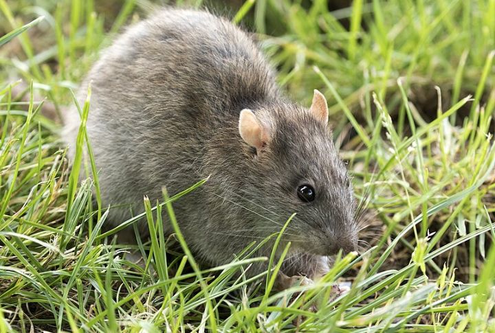 Rats: Tiny Landmine Heroes