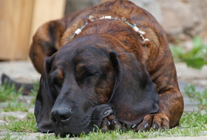Hanoverian Scenthound